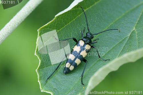 Image of Four-banded Longhorn resting close-up
