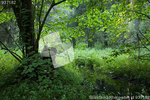 Image of Summertime look of deciduous stand with little stream