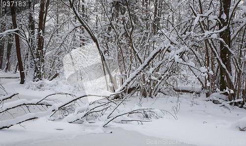 Image of Snowy riparian forest by frozen river