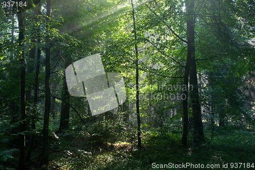 Image of Sunbeam entering rich deciduous forest