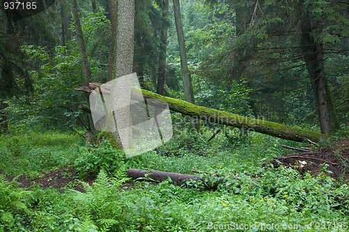 Image of Old riparian forest