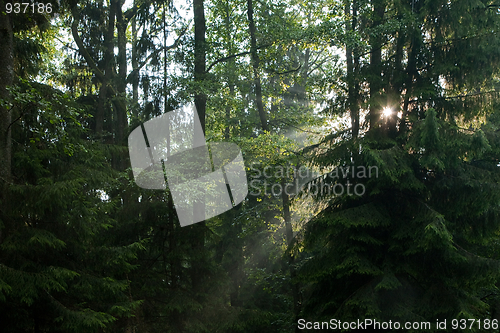 Image of Mixed old forest just rain after