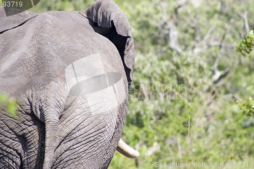 Image of African Elephant