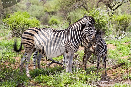 Image of Burchell's zebra