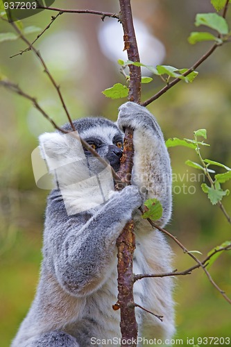 Image of Lemur