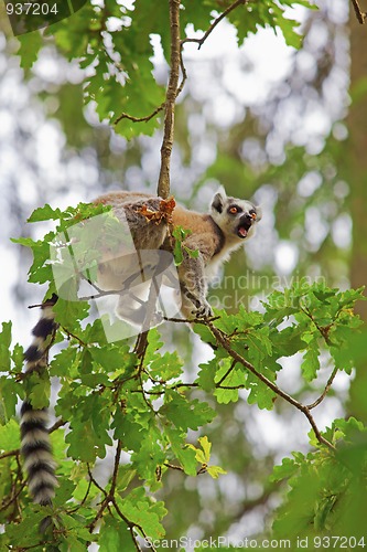 Image of Lemur