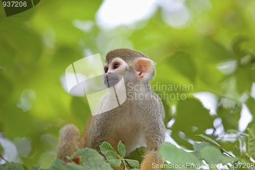 Image of Common squirrel monkey