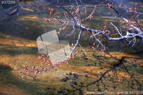 Image of Floating branch