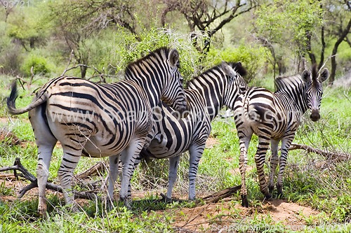 Image of Burchell's zebra