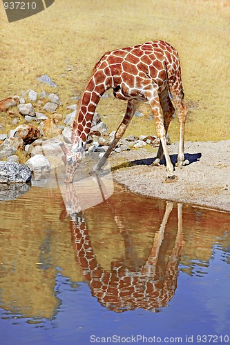 Image of Giraffe