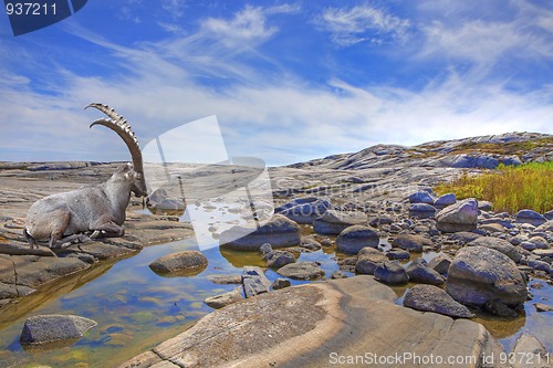 Image of Alpine Ibex