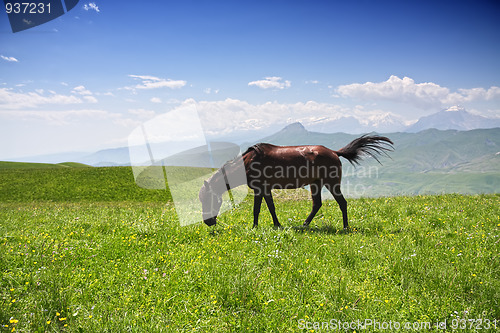 Image of Horse grazing in mountains