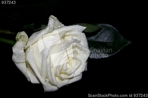 Image of Rose with water drops