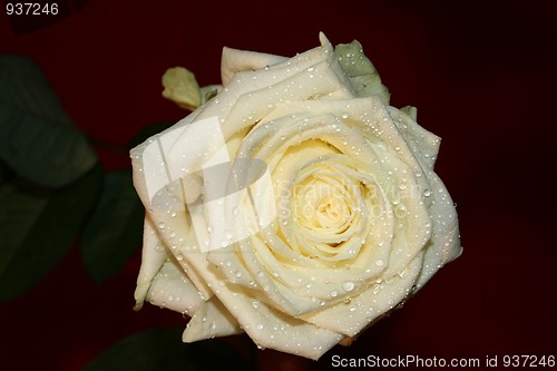 Image of Rose with water drops
