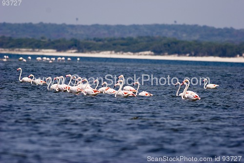 Image of Seabirds Mozambique