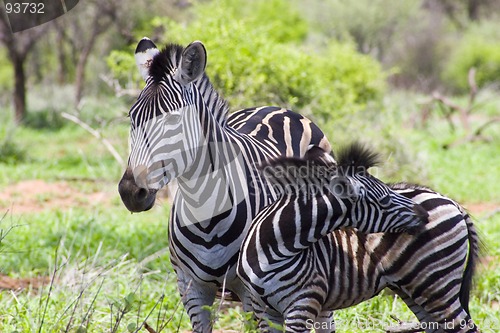 Image of Burchell's zebra