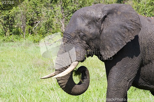 Image of African Elephant