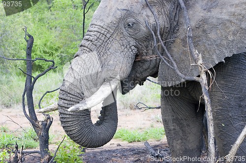 Image of African Elephant