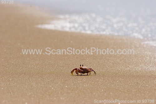 Image of Crab on beach