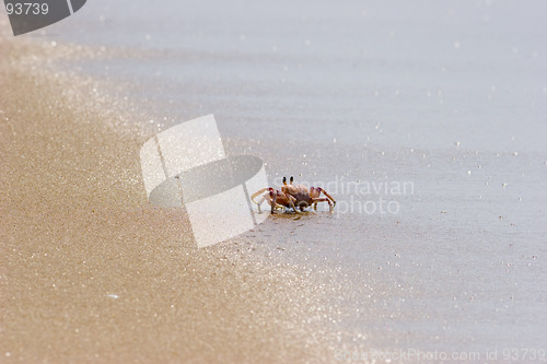 Image of Crab on beach