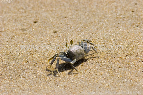 Image of Crab on beach