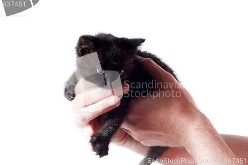 Image of Little cute kitten