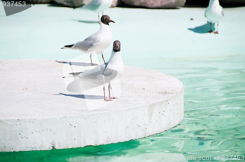Image of Seagulls