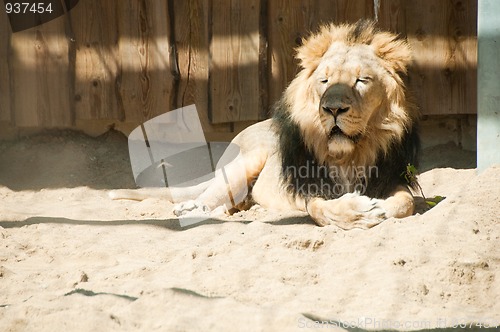 Image of Lion