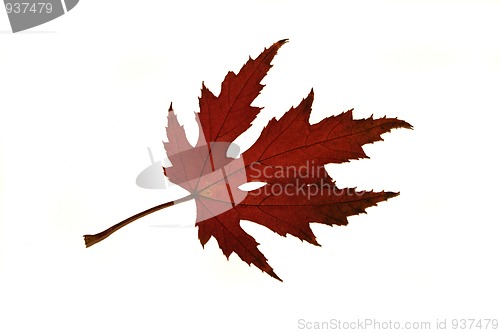 Image of Maple leaf
