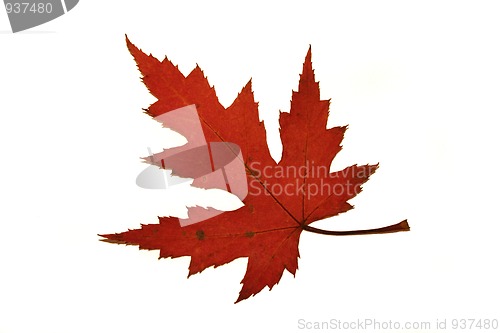 Image of Maple leaf