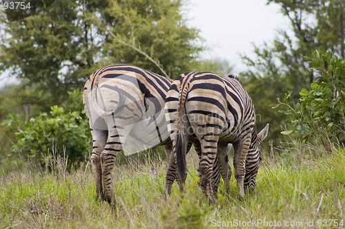 Image of Burchell's zebra