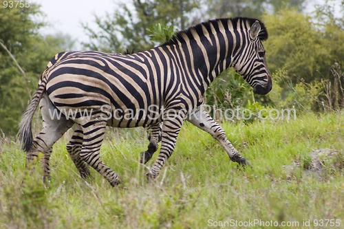 Image of Burchell's zebra