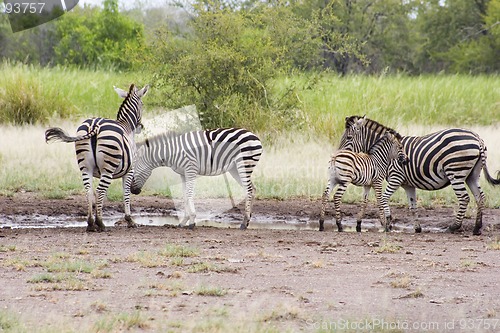 Image of Burchell's zebra