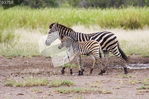 Image of Burchell's zebra