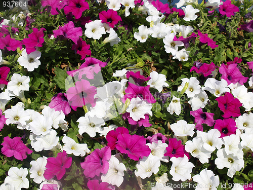 Image of Flowers