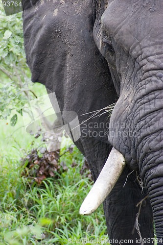 Image of African Elephant