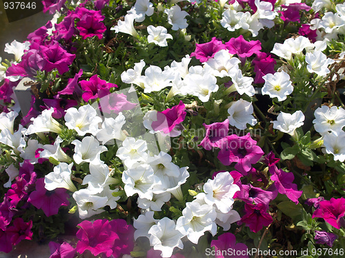 Image of Flowers