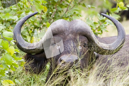 Image of Cape buffalo