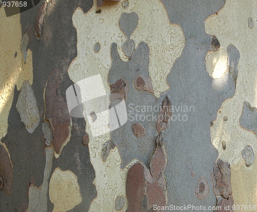 Image of Bark