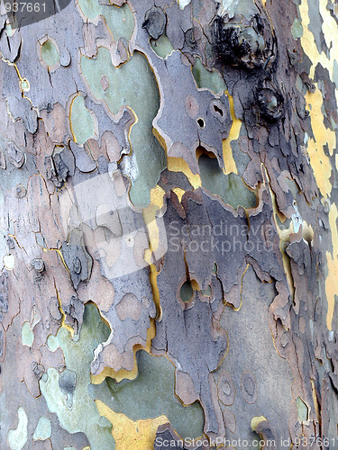 Image of Bark