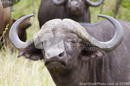 Image of Cape buffalo