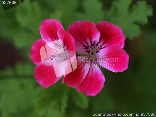 Image of Geranium