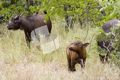 Image of Cape buffalo