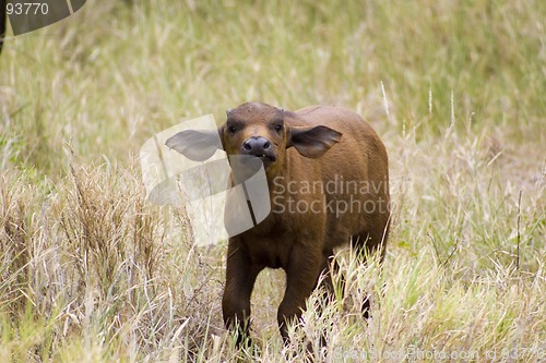 Image of Cape buffalo