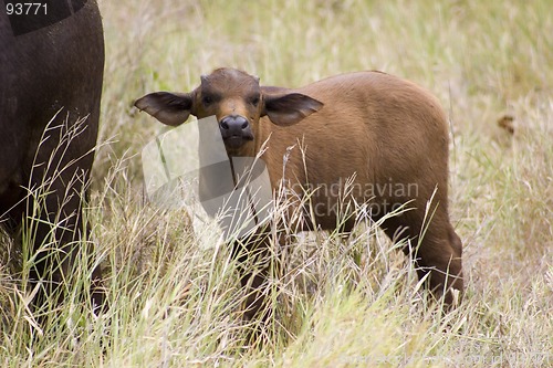 Image of Cape buffalo