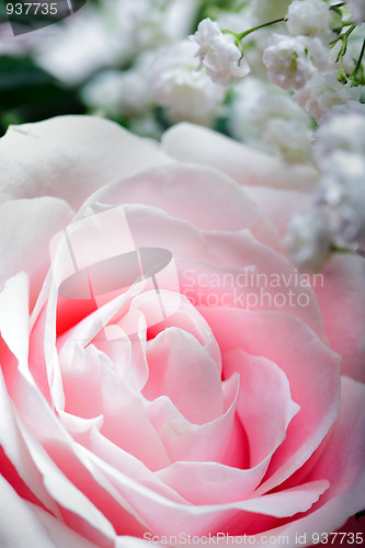 Image of Pink Rose, Close Up