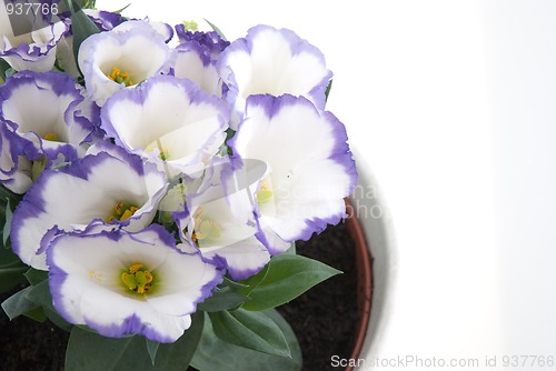 Image of Beautiful violet flower