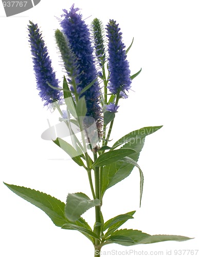 Image of Veronica flowering spikes