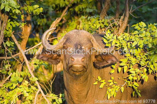 Image of Cape buffalo