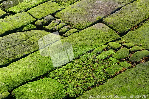 Image of Rocks covered in green algae